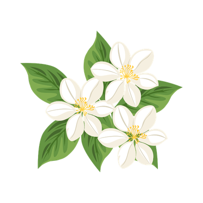 Jasmine