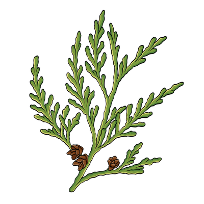 Cedar